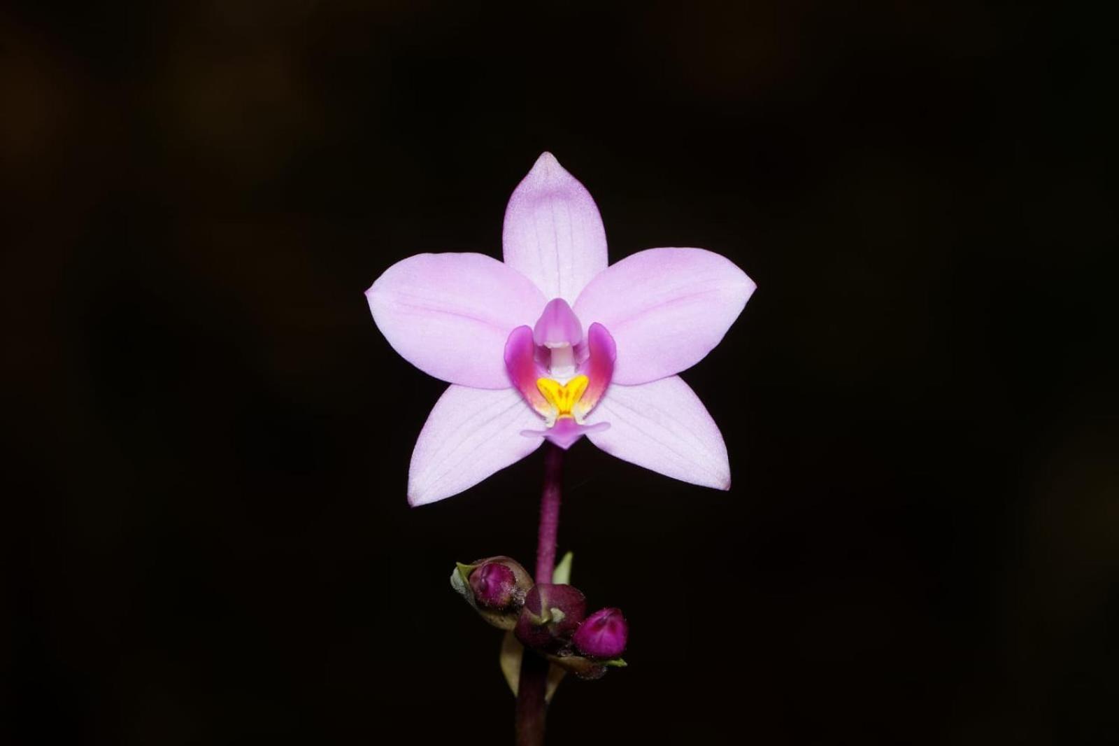 Estacion Biologica Las Cruces Y Jardin Botanico Wilson San Vito エクステリア 写真