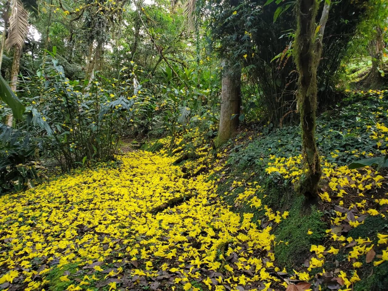 Estacion Biologica Las Cruces Y Jardin Botanico Wilson San Vito エクステリア 写真