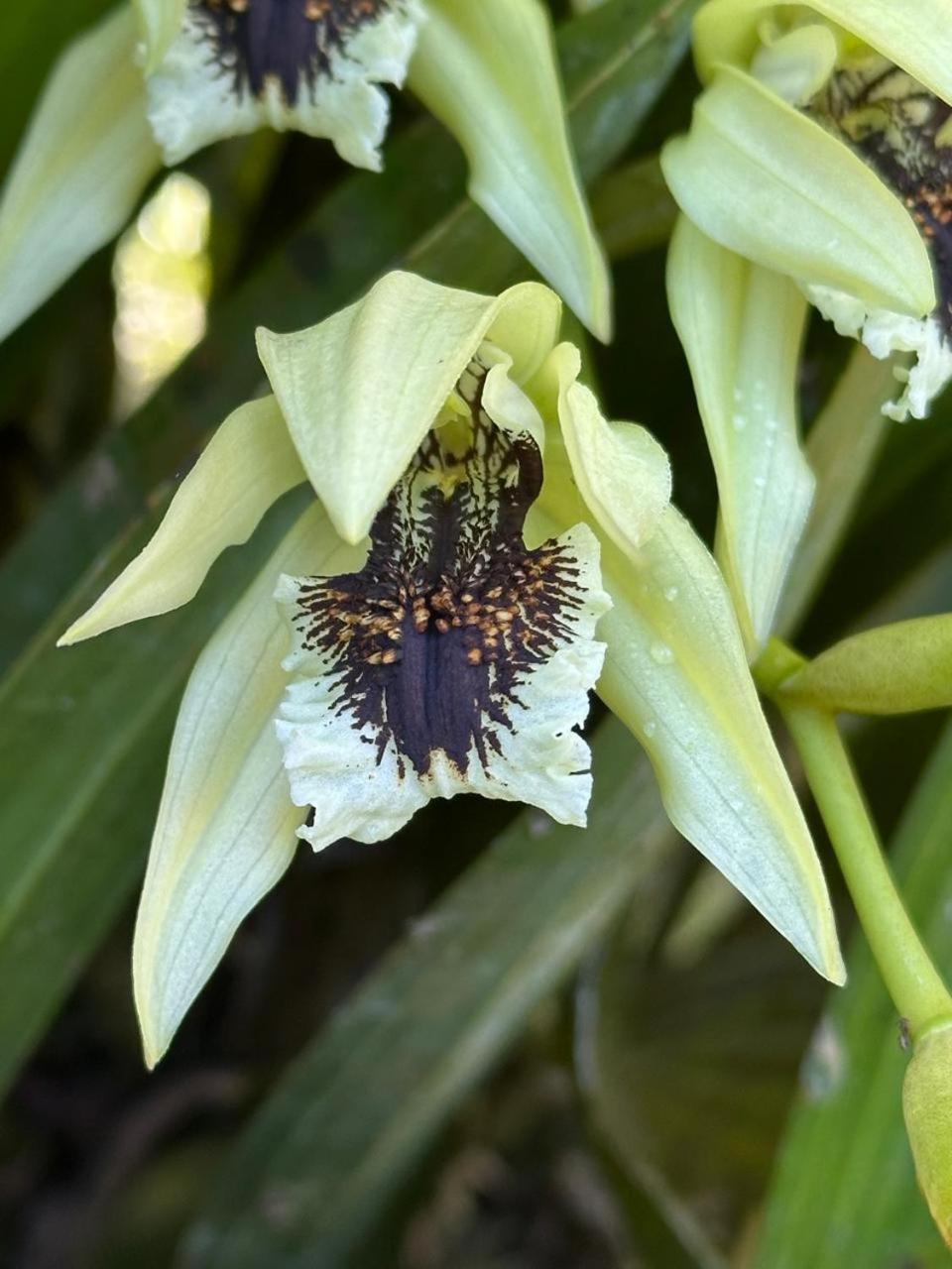 Estacion Biologica Las Cruces Y Jardin Botanico Wilson San Vito エクステリア 写真