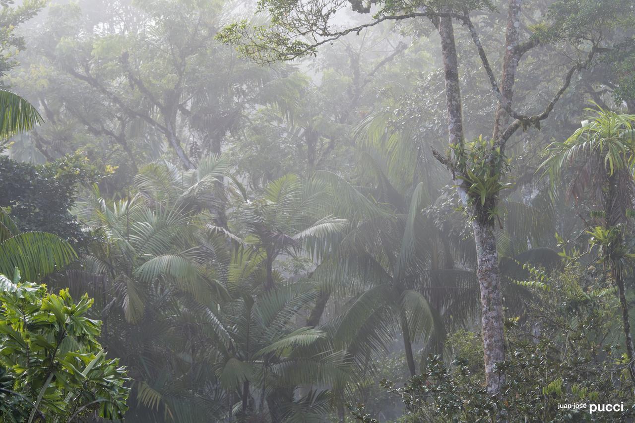 Estacion Biologica Las Cruces Y Jardin Botanico Wilson San Vito エクステリア 写真