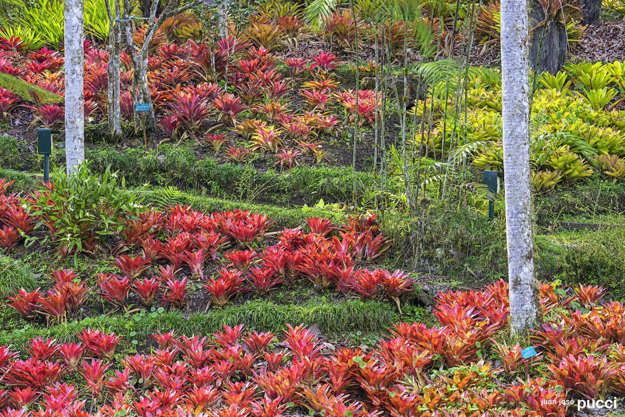 Estacion Biologica Las Cruces Y Jardin Botanico Wilson San Vito エクステリア 写真