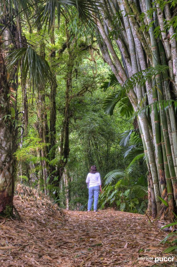 Estacion Biologica Las Cruces Y Jardin Botanico Wilson San Vito エクステリア 写真